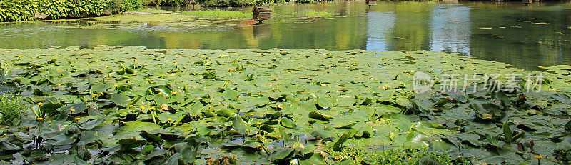 黄莲花/飞溅花/牛百合(nupha -lutea)，全景图片